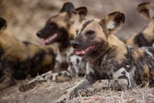 ¡Terrible! Perros salvajes africanos están retrasando su nacimiento para evitar olas de calor