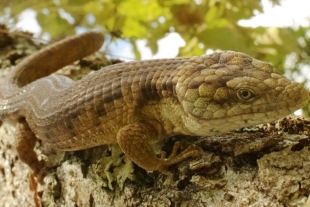Dragoncito de Coapilla: descubren una especie única de lagartija en Chiapas