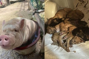 El proyecto mostró un poco del proceso de resguardo de animales previo a la llegada del huracán “Beryl”,