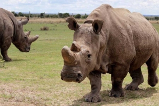 Rinoceronte Blanco: llevan a cabo la primera fertilización in vitro para salvar la especie