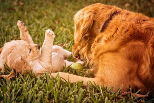 Empresa ofrece más de 750 mil pesos por cuidar dos Golden Retrievers