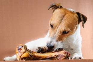 ¿Es recomendable darle huesos a los perros?