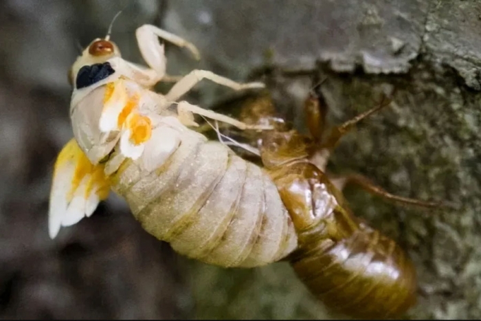 Las cigarras pasan 17 años antes de aparearse