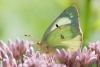Mariposas de EU en alarmante declive; Registran caída de un 22% en las últimas dos décadas