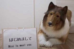 ¡Sueño cumplido! Hombre japonés paga miles de dólares para parecer un perro