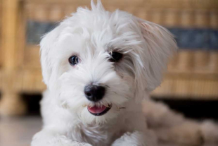 “Elphie” es el nombre más popular para mascotas en Estados Unidos