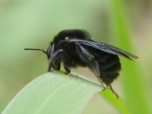 Un error experimental llevó a un equipo de científicos que investigaban los abejorros a hacer un descubrimiento sorprendente