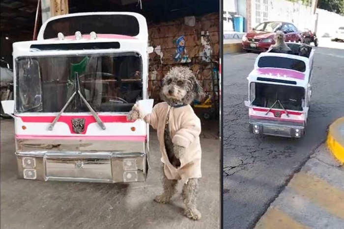 ¡ingenio mexiquense! Tiktoker crea un “Perrobús” para pasear a sus mascotas