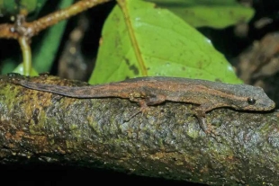 Madagascar le da la bienvenida a 8 nuevas y pequeñas especies de geckos