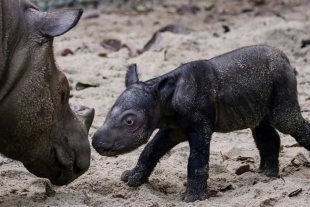 “Un rayo de esperanza”: Cría de rinoceronte de Sumatra ilumina santuario de Indonesia