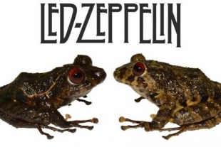 Nombran a una nueva especie de rana como “Led Zepellin”