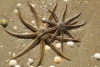 Científicos alertan sobre enfermedad que amenaza a las estrellas de mar