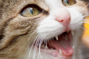5 motivos por los que tú gato no para de maullar