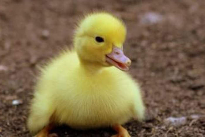 Organizaciones emiten alerta por abandono masivo de patos tras convertirse en la mascota de moda