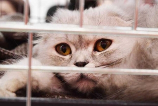¡Terrible! Cientos de gatos fueron abandonados a su suerte en el desierto de Abu Dhabi