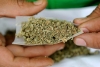 Diputados federales aprobaron en lo general el uso lúdico de la Marihuana