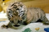 Nacen en China tres cachorros de tigre de Amoy para luchar contra la desaparición