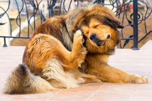 Conoce los distintos métodos para eliminar las garrapatas de tus mascotas