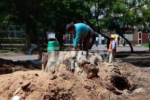 No se cortaron árboles en el Jardín Zaragoza de Toluca, para su remodelación: AT