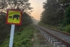 ¡Tragedia en Sri Lanka! Tren choca contra una manada de elefantes