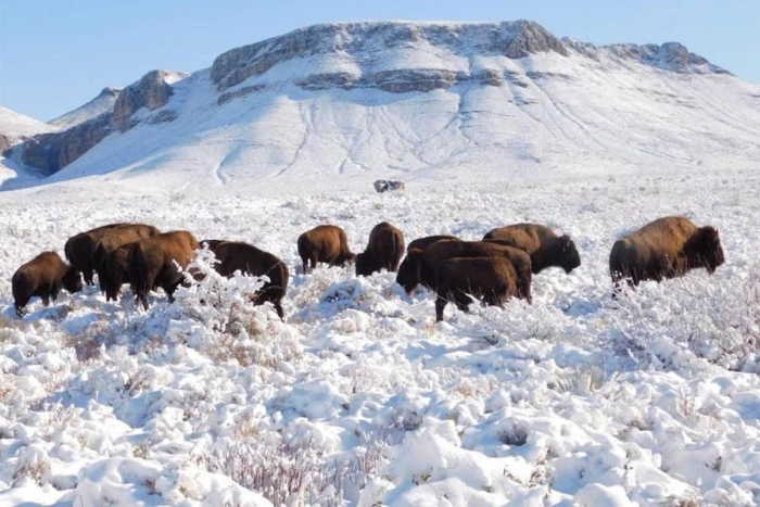 Bisontes americanos se establecen en Chihuahua tras 100 años de ausencia 