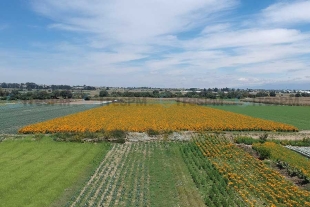 Productores de flor de San Francisco Putla preparan la cosecha para celebrar el Día de Muertos