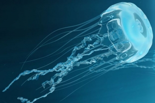 Científicos crean la primer medusa biónica