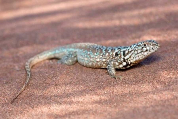¡Única en el mundo! Descubren nueva especie de lagartija en Argentina