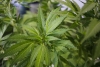 Posponen regulación de cannabis para septiembre