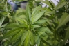 Posponen regulación de cannabis para septiembre
