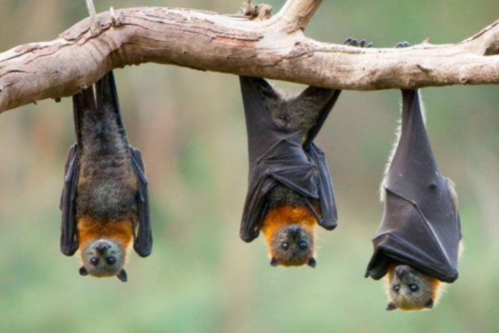 El murciélago, aliado del agave en México