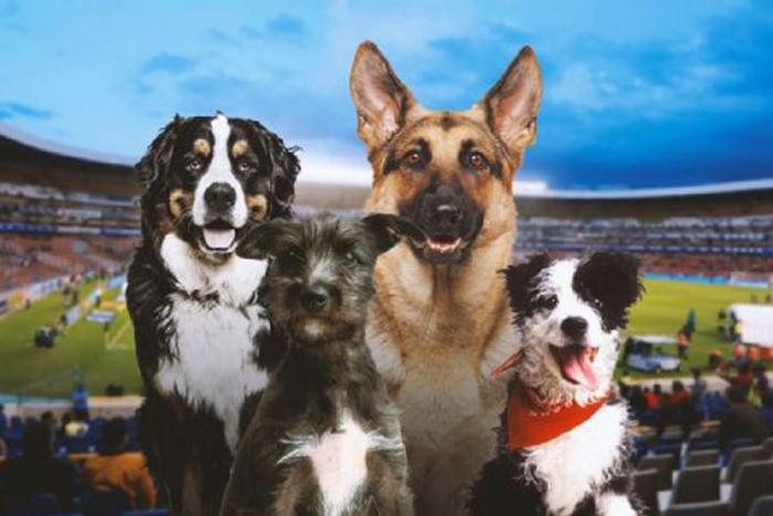 Aficionados perrones; Estadio Corregidora de Querétaro tendrá zonas exclusivas para mascotas