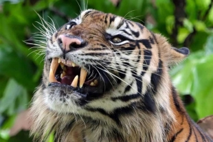 En la India, abaten a tigre “Comehombres” que había matado a seis personas