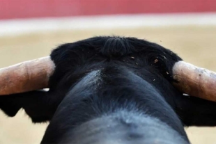 Es importante mencionar que en dicha resolución también quedaron vetadas las peleas entre animales