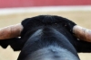 Seis y contando: Michoacán prohíbe las corridas de toros