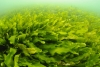 Científicos descubren algas con tres sexos