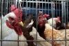México registra el primer caso de gripe aviar H5N1; fue detectado en Metepec