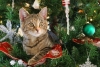 Así puedes proteger tu árbol de Navidad de tu gato