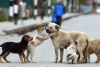 ¡Qué ofertón! Pristina, capital de Kosovo, pagará 50 euros mensuales a quien adopte perros