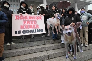 ¡Lomitos a salvo! Corea del Sur prohíbe la venta de carne de perro para 2027