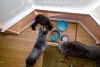 ¿Por qué los perros pueden comer casi de todo y los gatos no? Spoiler: es un tema genético