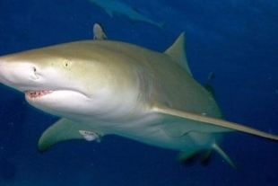 ¿De dónde viene el nombre del “tiburón limón”?
