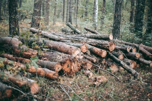 Diputados exigen a gobierno estatal combatir la tala clandestina en bosques mexiquenses