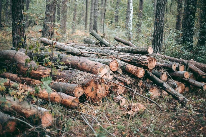 Diputados exigen a gobierno estatal combatir la tala clandestina en bosques mexiquenses