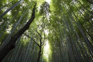 Agoniza el bosque más grande del mundo