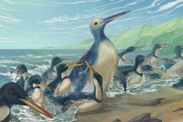 ¿Bonito y gordito? Encuentran los fósiles del pingüino más grande de todos