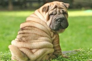 ¿Te gustan los perros Shar pei? Conoce la historia detrás de esta extraña raza