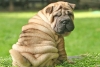 ¿Te gustan los perros Shar pei? Conoce la historia detrás de esta extraña raza