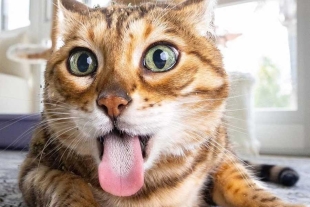 Experimento fotográfico muestra el lado más divertido de los gatos