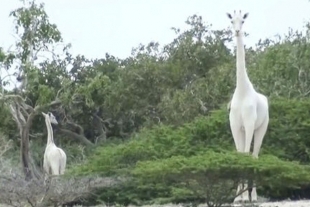 Captan a la última jirafa blanca viva en el planeta